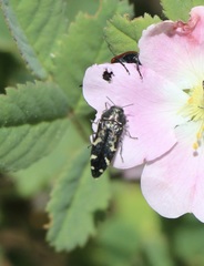 Acmaeodera hepburnii