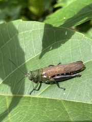 Coscineuta pulchripes