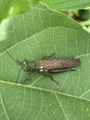 Coscineuta pulchripes