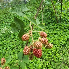 Rubus × loganobaccus
