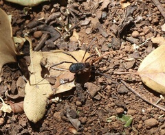 Protolophus singularis