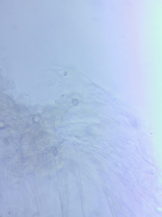 Sagaranella tylicolor