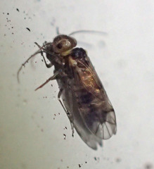 Peripsocus madidus