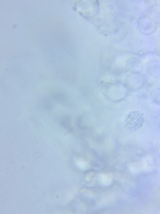 Sagaranella tylicolor