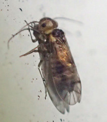 Peripsocus madidus