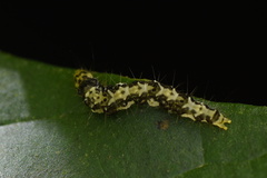 Asota plaginota