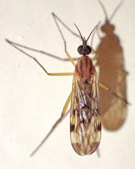 Sylvicola fenestralis