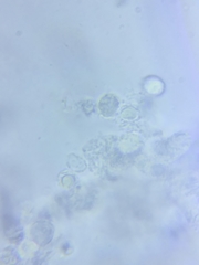 Sagaranella tylicolor