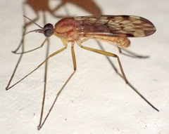 Sylvicola fenestralis
