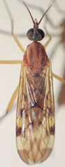 Sylvicola fenestralis