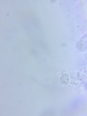 Sagaranella tylicolor