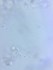 Sagaranella tylicolor