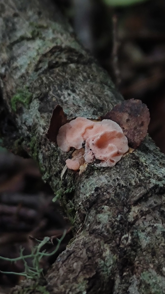 Gloeosoma decorticans