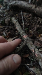 Gloeosoma decorticans