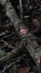 Gloeosoma decorticans
