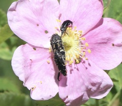 Acmaeodera connexa