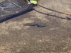 Lithobates catesbeianus
