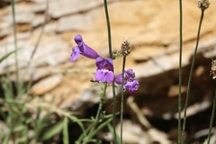 Penstemon heterophyllus australis