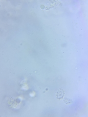 Sagaranella tylicolor