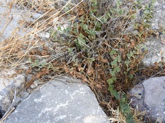 Aristolochia wrightii