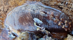 Cryptoplax striata