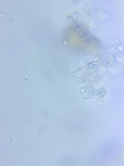 Sagaranella tylicolor