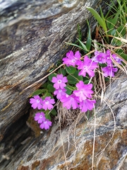 Primula hirsuta