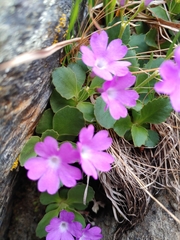Primula hirsuta