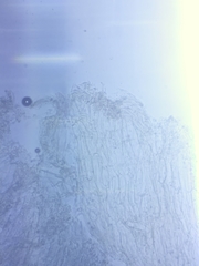 Sagaranella tylicolor