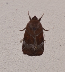 Hampsonodes mastoides