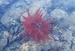 Epiactis australiensis