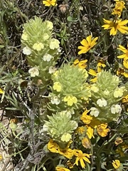 Castilleja lacera