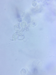 Sagaranella tylicolor