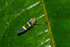 Amblyscarta inca
