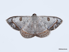 Argyrotome prospectata