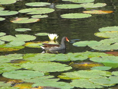 Gallinula galeata
