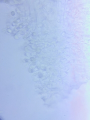 Sagaranella tylicolor