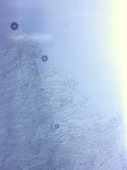 Sagaranella tylicolor