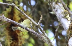 Vireo carmioli
