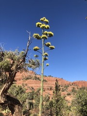Agave chrysantha