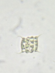 Desmodesmus communis