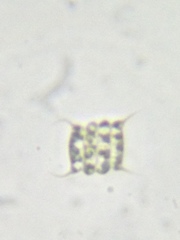 Desmodesmus communis