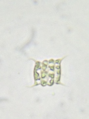 Desmodesmus communis