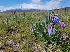 Mertensia longiflora