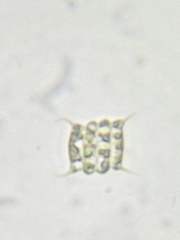 Desmodesmus communis