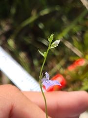 Lobelia appendiculata