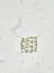 Desmodesmus communis