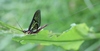 Monkagero - Photo (c) Alpsdake, some rights reserved (CC BY-SA)