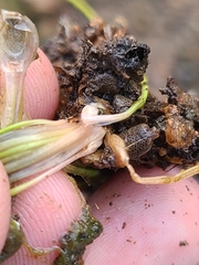 Isoetes melanopoda