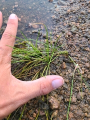 Isoetes melanopoda